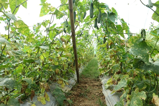 Sau Tết, rau củ rớt giá thảm hại, nông dân đỏ mắt ngóng thương lái - 3 Sau Tết, rau củ rớt giá thảm hại, nông dân đỏ mắt ngóng thương lái - 3