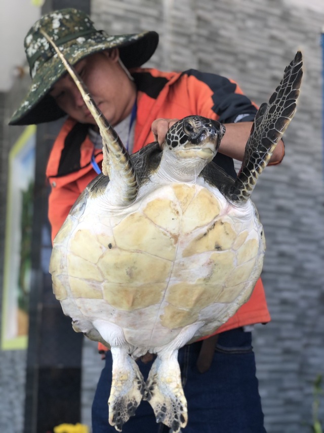 Thả rùa biển quý hiếm nặng 10,5 kg về biển - 3