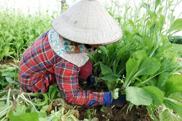 Sau Tết, rau củ rớt giá thảm hại, nông dân đỏ mắt ngóng thương lái - 6 Sau Tết, rau củ rớt giá thảm hại, nông dân đỏ mắt ngóng thương lái - 6