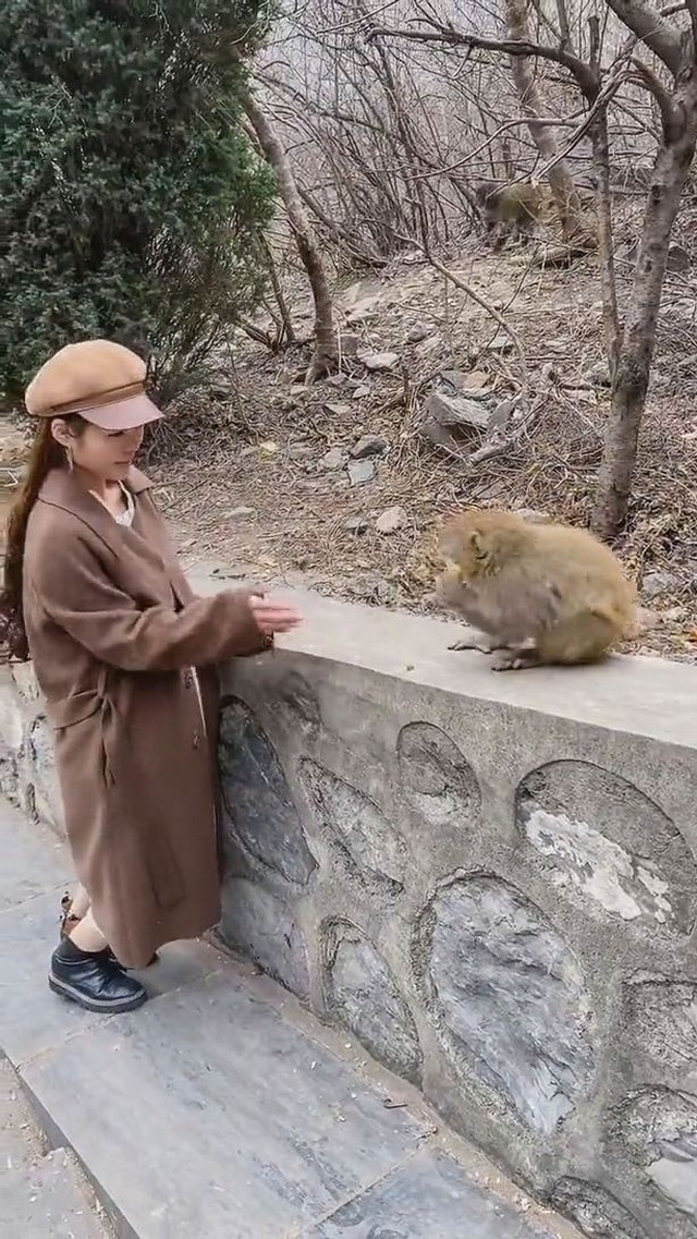 Clip: Đang duyên dáng cho khỉ ăn, cô gái bị giật phăng tóc giả - 1 Clip: Đang duyên dáng cho khỉ ăn, cô gái bị giật phăng tóc giả - 1