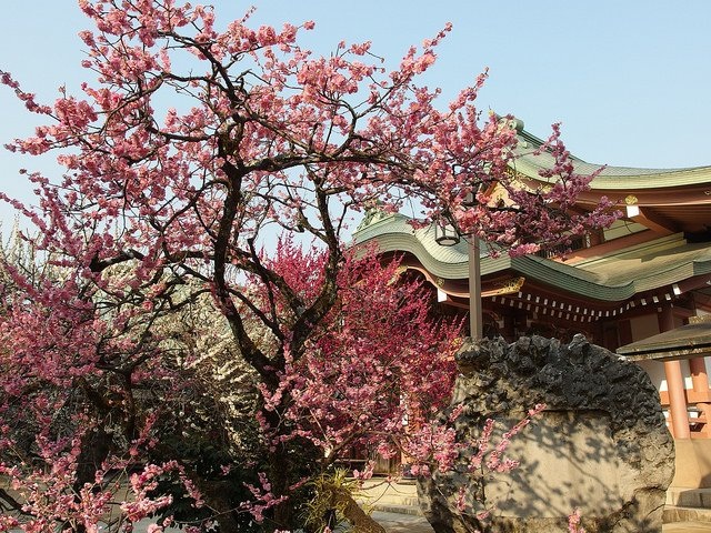 Thưởng thức tiệc trà dưới tán hoa mơ với geisha - 9 Thưởng thức tiệc trà dưới tán hoa mơ với geisha - 9