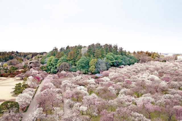 Ngắm hoa mơ tại khu vườn kiểu Nhật lớn nhất xứ Phù Tang - 1