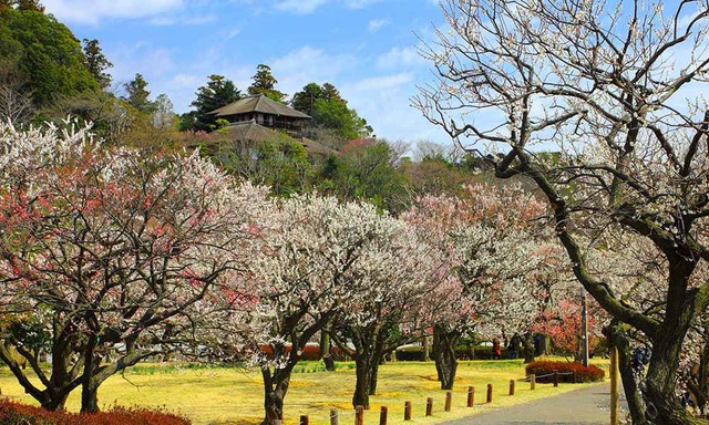 Ngắm hoa mơ tại khu vườn kiểu Nhật lớn nhất xứ Phù Tang - 3