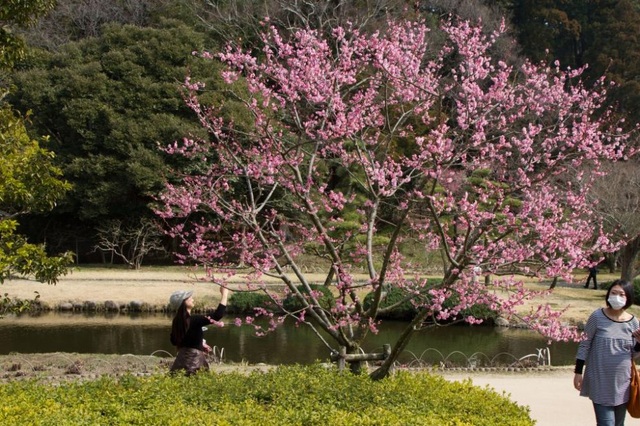Ngắm hoa mơ tại khu vườn kiểu Nhật lớn nhất xứ Phù Tang - 9