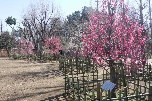 Dấu hiệu đầu tiên của mùa xuân về trong lễ hội hoa mơ Setagaya - 1