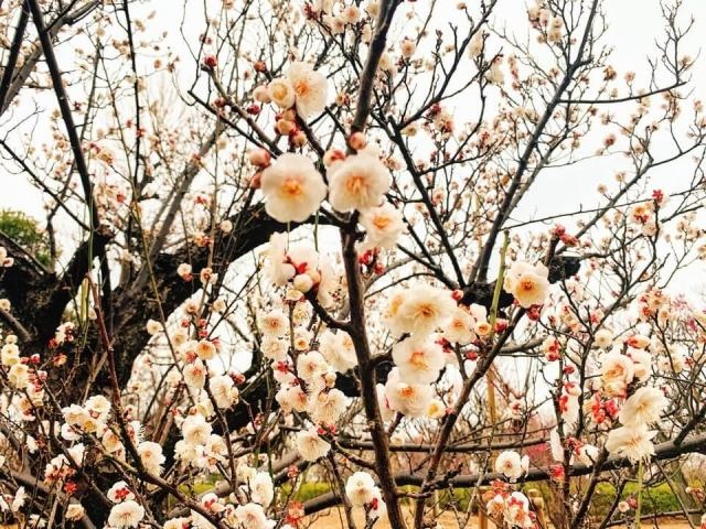 Dấu hiệu đầu tiên của mùa xuân về trong lễ hội hoa mơ Setagaya - 10