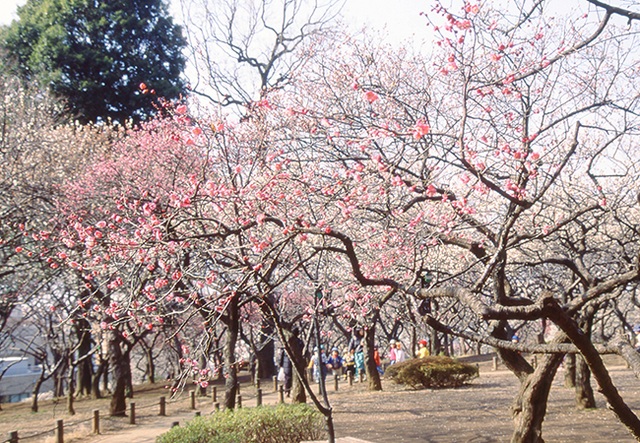 Dấu hiệu đầu tiên của mùa xuân về trong lễ hội hoa mơ Setagaya - 2