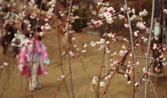 Dấu hiệu đầu tiên của mùa xuân về trong lễ hội hoa mơ Setagaya - 4