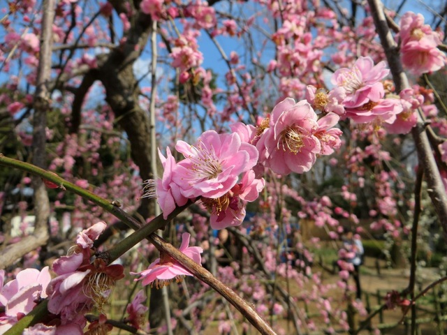 Dấu hiệu đầu tiên của mùa xuân về trong lễ hội hoa mơ Setagaya - 5