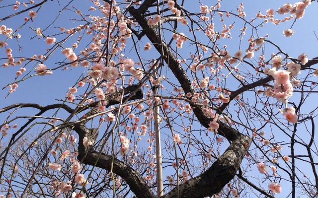 Dấu hiệu đầu tiên của mùa xuân về trong lễ hội hoa mơ Setagaya - 8