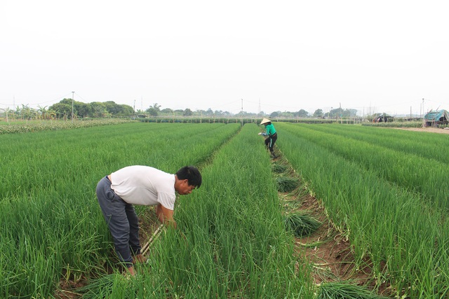 Hành lá rẻ như cho, bán 3 kg không mua nổi 1 cốc trà đá: Dân nhổ, vứt bỏ - 5