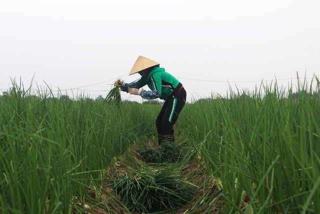 Hành lá rẻ như cho, bán 3 kg không mua nổi 1 cốc trà đá: Dân nhổ, vứt bỏ - 8