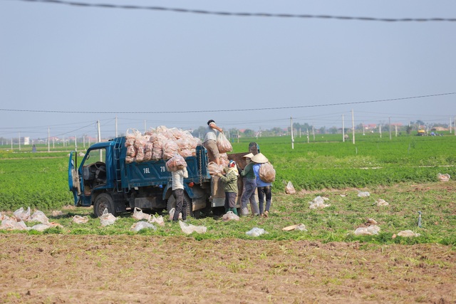 Hà Nội ra tay giải cứu hàng chục nghìn tấn nông sản vùng dịch - 3 Hà Nội ra tay giải cứu hàng chục nghìn tấn nông sản vùng dịch - 3