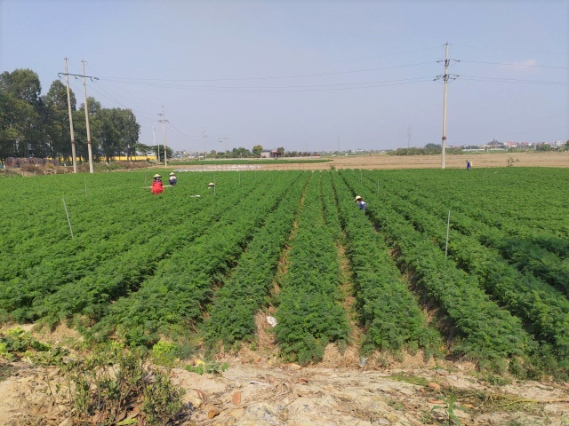 Tính hai mặt của giải cứu nông sản và những hệ lụy với xuất khẩu - 3 Tính hai mặt của giải cứu nông sản và những hệ lụy với xuất khẩu - 3