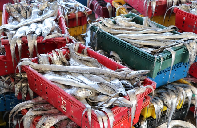 Phú Yên: Trúng ruốc biển, ngư dân bỏ túi tiền triệu mỗi ngày - 9