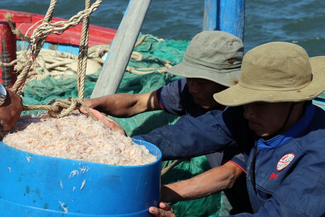 Phú Yên: Trúng ruốc biển, ngư dân bỏ túi tiền triệu mỗi ngày - 6