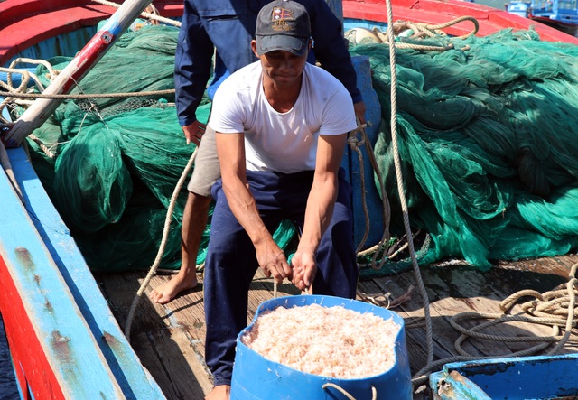 Phú Yên: Trúng ruốc biển, ngư dân bỏ túi tiền triệu mỗi ngày - 4