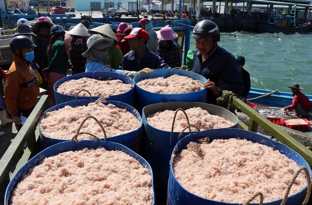 Phú Yên: Trúng ruốc biển, ngư dân bỏ túi tiền triệu mỗi ngày - 10