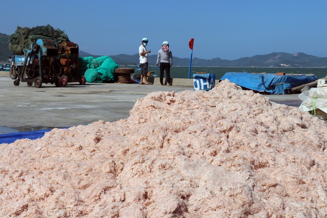 Phú Yên: Trúng ruốc biển, ngư dân bỏ túi tiền triệu mỗi ngày - 7