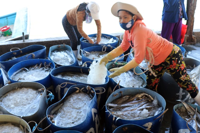 Phú Yên: Trúng ruốc biển, ngư dân bỏ túi tiền triệu mỗi ngày - 8 Phú Yên: Trúng ruốc biển, ngư dân bỏ túi tiền triệu mỗi ngày - 8