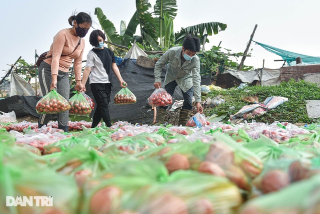 Người Hà Nội trả gấp 5, 10 lần để mua nông sản Hải Dương - 5 Người Hà Nội trả gấp 5, 10 lần để mua nông sản Hải Dương - 5