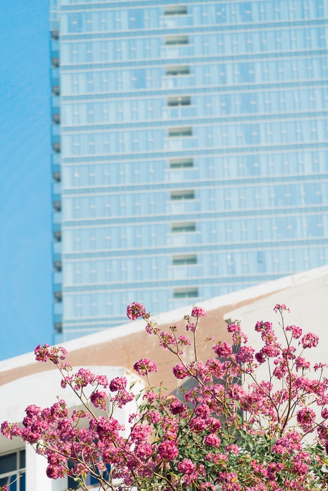 The pink trumpet blossoms brightly on the streets of Saigon - 1