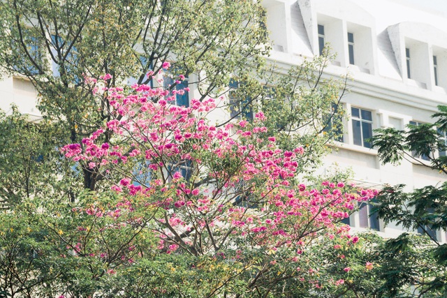 Hoa kèn hồng khoe sắc rực rỡ trên đường phố Sài Gòn - 3