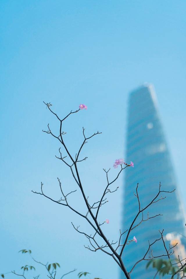 Hoa kèn hồng khoe sắc rực rỡ trên đường phố Sài Gòn - 4