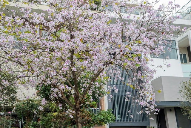 Ấn tượng sắc xuân tại Ciputra Hanoi - 6 Ấn tượng sắc xuân tại Ciputra Hanoi - 6