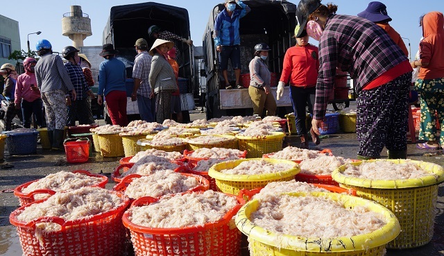 Đánh bắt xuyên Tết, ngư dân Bình Định trúng 1.500 tấn thủy sản - 3 Đánh bắt xuyên Tết, ngư dân Bình Định trúng 1.500 tấn thủy sản - 3