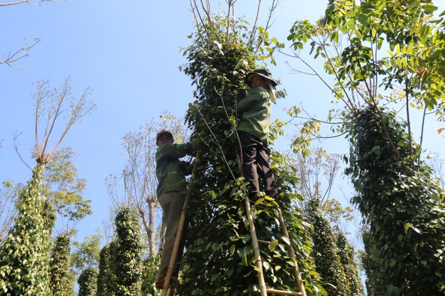 Hàng trăm người tất bật vào việc ăn cơm dưới đất, làm việc trên cây... - 2 Hàng trăm người tất bật vào việc ăn cơm dưới đất, làm việc trên cây... - 2