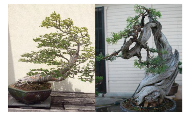 Nhà Bằng Kiều tại Mỹ bị trộm đột nhập khoắng cây cảnh siêu đắt đỏ - 3 Nhà Bằng Kiều tại Mỹ bị trộm đột nhập khoắng cây cảnh siêu đắt đỏ - 3