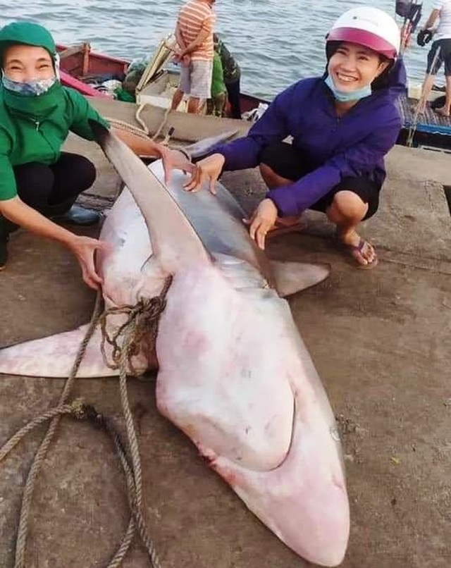 Ngư dân bắt được cá lạ giống cá mập, bán 18 triệu đồng - 1 Ngư dân bắt được cá lạ giống cá mập, bán 18 triệu đồng - 1