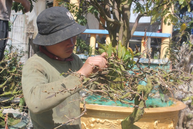 Gia Lai: Người chăm mai cảnh bận rộn với công việc sau Tết - 4 Gia Lai: Người chăm mai cảnh bận rộn với công việc sau Tết - 4
