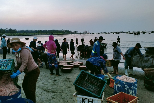 Ngư dân Đà Nẵng vươn khơi trúng mùa ruốc đầu năm - 1
