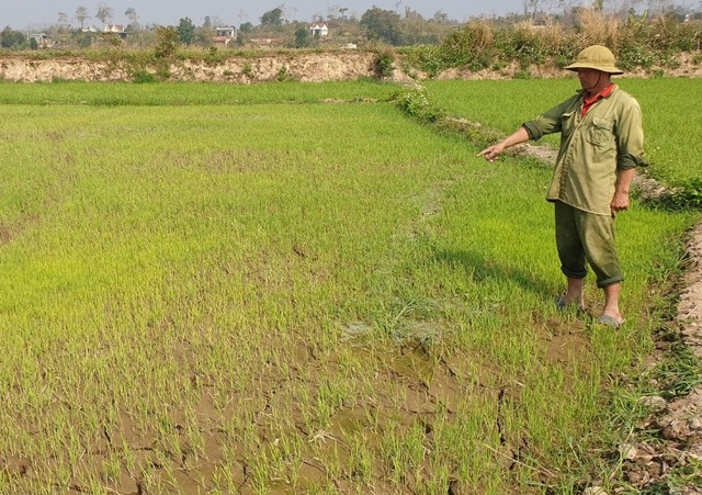 Cả trăm hecta lúa lo chết khát cạnh dự án chống hạn trăm tỷ - 2 Cả trăm hecta lúa lo chết khát cạnh dự án chống hạn trăm tỷ - 2