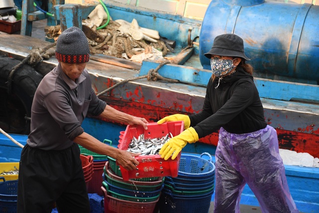 Ngư dân kiếm 3 triệu đồng chỉ sau một đêm ra khơi đánh cá cơm - 5 Ngư dân kiếm 3 triệu đồng chỉ sau một đêm ra khơi đánh cá cơm - 5
