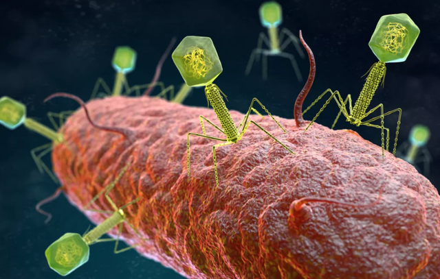 70.000 loại virus chưa từng biết được tìm thấy trong ruột người - 1