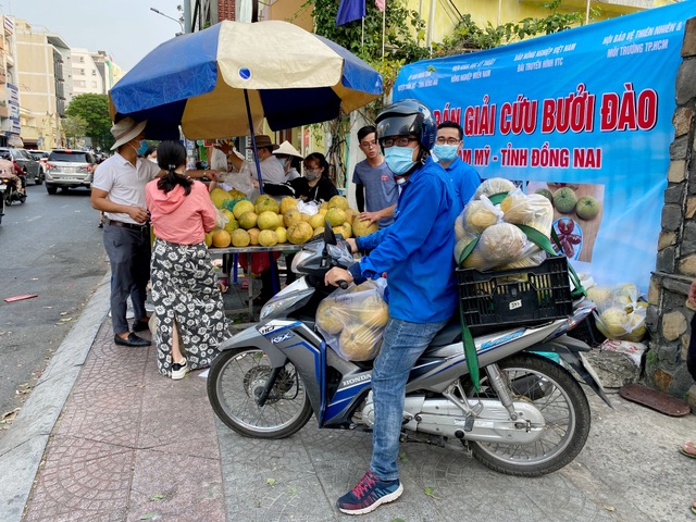 TPHCM: Rủ nhau giải cứu bưởi, doanh nghiệp hốt cả tấn - 3 TPHCM: Rủ nhau giải cứu bưởi, doanh nghiệp hốt cả tấn - 3