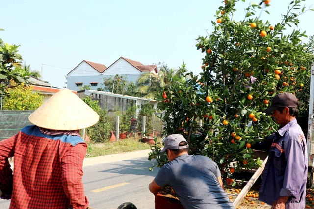 Nghề chăm quất xác sau Tết ở Hội An tất bật vào mùa - 1 Nghề chăm quất xác sau Tết ở Hội An tất bật vào mùa - 1