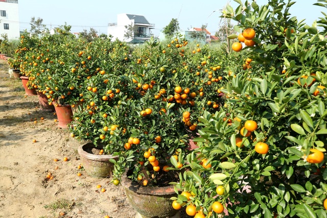 Nghề chăm quất xác sau Tết ở Hội An tất bật vào mùa - 2 Nghề chăm quất xác sau Tết ở Hội An tất bật vào mùa - 2
