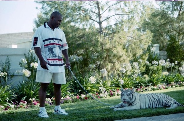 Mike Tyson tiết lộ lý do nuôi hổ làm thú cưng - 2 Mike Tyson tiết lộ lý do nuôi hổ làm thú cưng - 2