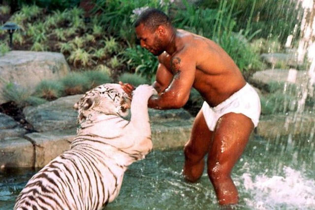 Mike Tyson tiết lộ lý do nuôi hổ làm thú cưng - 3