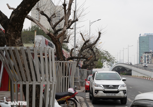 7 cây sưa đỏ quý hiếm trên đường Nguyễn Văn Huyên ở Hà Nội đã chết - 3