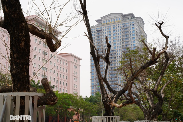 7 cây sưa đỏ quý hiếm trên đường Nguyễn Văn Huyên ở Hà Nội đã chết - 4