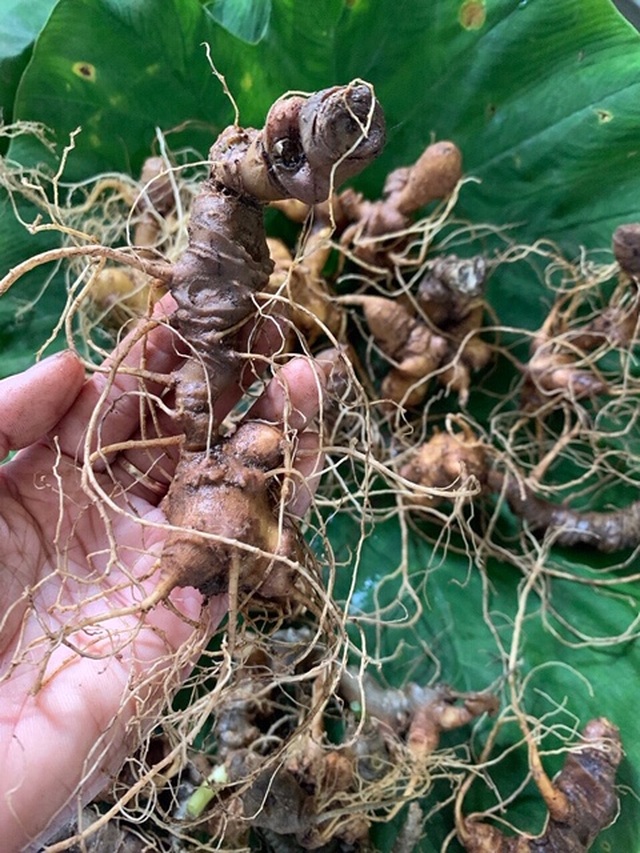Công dụng tuyệt vời của sâm Ngọc Linh với sức khỏe con người - 1 Công dụng tuyệt vời của sâm Ngọc Linh với sức khỏe con người - 1