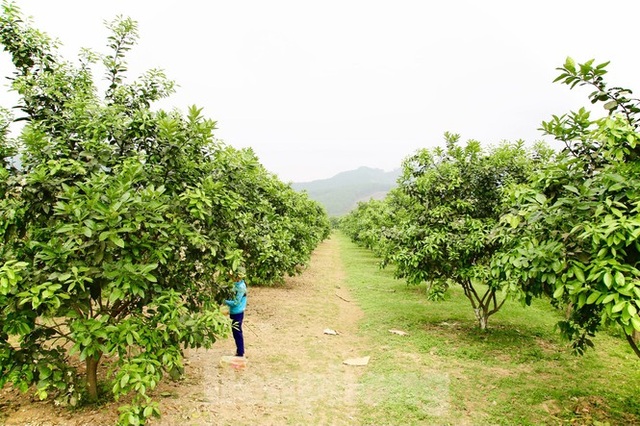 Xem nông dân Hà Tĩnh thụ phấn cho đệ nhất bưởi - 1 Xem nông dân Hà Tĩnh thụ phấn cho đệ nhất bưởi - 1