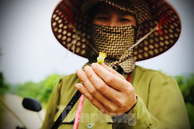 Xem nông dân Hà Tĩnh thụ phấn cho đệ nhất bưởi - 11 Xem nông dân Hà Tĩnh thụ phấn cho đệ nhất bưởi - 11
