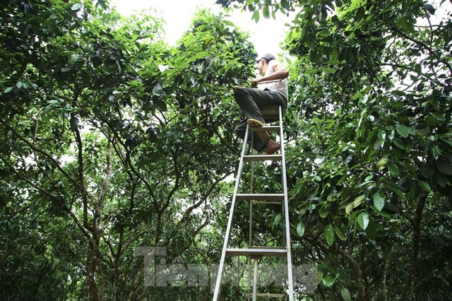 Xem nông dân Hà Tĩnh thụ phấn cho đệ nhất bưởi - 14 Xem nông dân Hà Tĩnh thụ phấn cho đệ nhất bưởi - 14