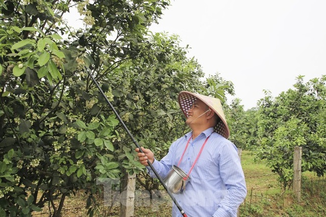 Xem nông dân Hà Tĩnh thụ phấn cho đệ nhất bưởi - 16 Xem nông dân Hà Tĩnh thụ phấn cho đệ nhất bưởi - 16